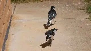Australian magpie feeding a juvenile family member