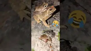 Funny catch frogs jumping boing boing | Video funny frog | Big toad so fun fun