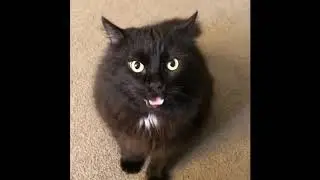 Cat Won't Take No For An Answer EVIL MAXWELL!!!