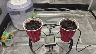 OG Kush/Sour Diesel 2024 Grow Mars Hydro TS1000 Seed Supreme Day 9/5