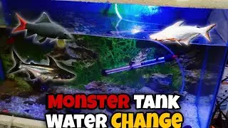 Monster Tank Water Change.❤️┃Glass Cleaning of all tanks.😱┃AUA Niazi