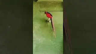 Golden Pheasant Bird || #Pheasant #bird #deepakbird #shorts #ytshorts #viralshorts #youtubeshorts