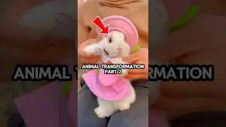 Cute Animal Transformations You Can&rsquo;t Skip