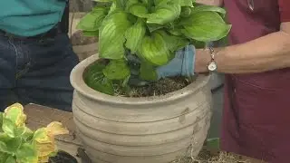 Dividing and Potting Hostas