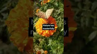 Know a Little Bit More: Unveiling the Secrets of Flower Pollination #shorts
