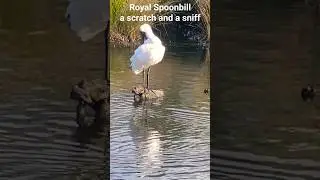 Royal Spoonbill. Scratching and sneezing, enjoying an early morning wash. #birdnerd