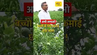 A revolution in farming! Plant these three trees on a ridge to earn income from 6 months to 200 years #shorts