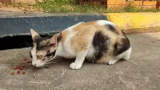 Female stray cats always protect children #PanhasakAndCats