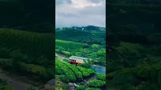 Assam tea garden know this is a most beautiful place 😍 ✨️ ❤️ #assam