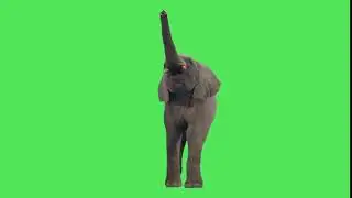 Stock Footage Free Download ( elephant green screen video )