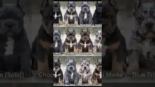 American Bully #caninos #americanbully #abkc