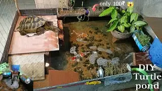 How to make turtle pond very cheap  #aquarium #turtlepond#something creative