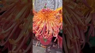 beautiful chrysanthemum flower varieties