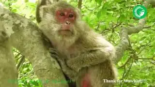 Update Poor Mother Monkey Abigail, She still Feeling Lonely | Heidi Group