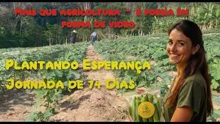 Da germinação a colheita do quiabo em 74 dias