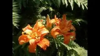 Old Westbury Gardens-The Phipps Estate