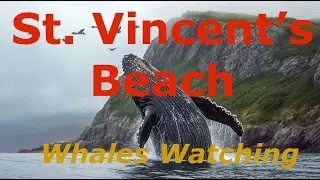 Whales Watching, St Vincent's Beach, Newfoundland, Canada. Jun 27, 2025