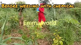 how to weed your cassava farm with chemical