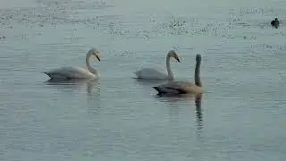 Whooper Swan family, Monikie Country Park, Angus