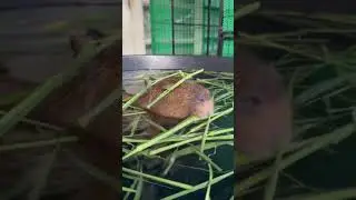 Capybara Funny 17  #capibara #capybaralife #capybara #capybarainhouse