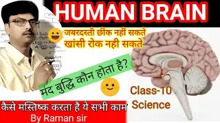 Human brain||Human brain in hindi||manav mastishk|| मानव मस्तिष्क||biology class 10|| By Raman sir
