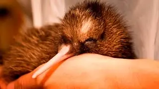 West Coast Wildlife Centre, Franz Josef, New Zealand