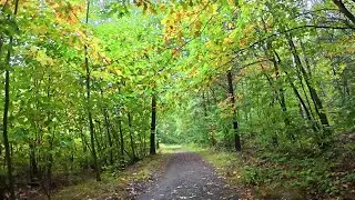 ASMR Spaziergang im Wald. Herbst Nieselregen. Klänge von Regen und Schritten auf Schotterwegen. 4K