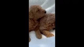 The kind of puppies that leave their paw prints on your heart  #shorts