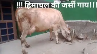 !!! हिमाचल की जर्सी गाय की सुंदरता !!!