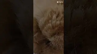 GIZMO EDIT