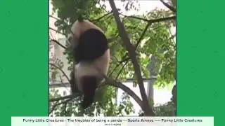 Daily Popular Vine: July 29, 2015