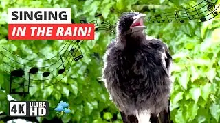Australian Magpie Call | Non-Stop Sounds of Warbling!!! 🎶