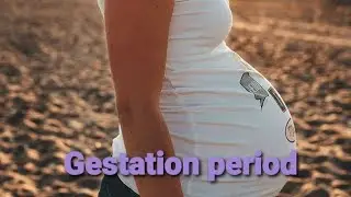 Shortest gestation period in animals