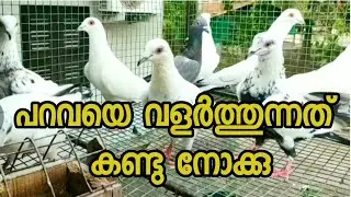 പറവ എന്റെ പറവകൾ