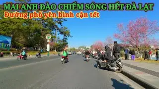 HOA MAI ANH ĐÀO NHUỘM HỒNG CHIẾM SÓNG HẾT ĐÀ LẠT