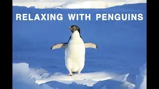 Relaxing With Penguins - Calm Music, Meditation Music, Yoga.