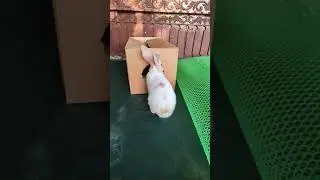 Rabbit Bunny |