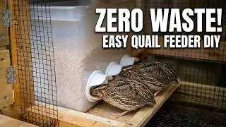 how to make simple easy quail automatic food feeder with step by step
