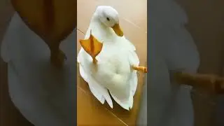 🦆😂 funnyDuck #DuckHumor #QuackQuack #SillyDuck #short#DuckLife #DuckMoments #QuirkyDuck #DuckVibes