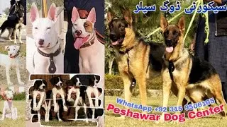 peshawar dog centre | Best security gurad doug | Top 5 | @PeshDogCentre  #Homedogs