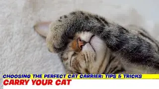 Choosing the Perfect Cat Carrier: Tips & Tricks