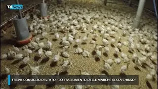 Fileni, Consiglio di Stato: 
