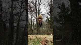 #quadrobics #therian #therianthropy #theriangear #highjump #quadjump #otherkin #quads #liontherian