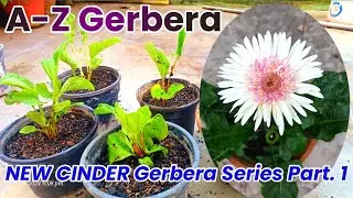 न्यू Gerbera CINDER मीडिया Tissue calture की पुरी जानकारी