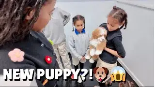 Are We Finally Getting a Puppy?! 🐶💕