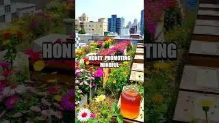 The Impact of Urban Beekeeping on Sustainability