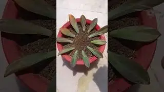 #youtube #plantperfect #youtubeshorts #garden #leaf  #gardening #trending #trendingshorts #succulent
