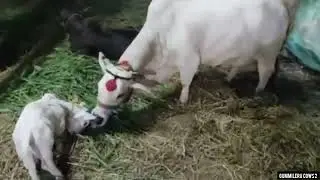 PUNGANUR COW & CALF 