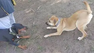 Doberman Pinscher Black Mouth Cur Golden Retriever having fun at dog park