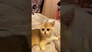 Hilarious Cats Battling Their Tails 😹🐾 #lolcats #catvideos #cutecats #funnycats #comedycats
